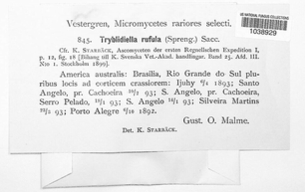 Tryblidiella rufula image